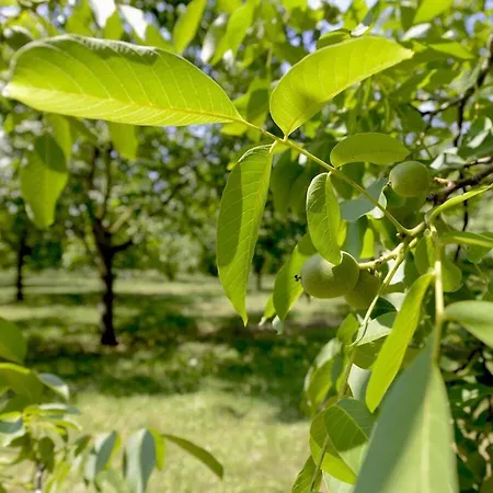 Vila Scenic With Swimming Pool